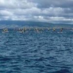 Baxter wins again in Maui2Molokai